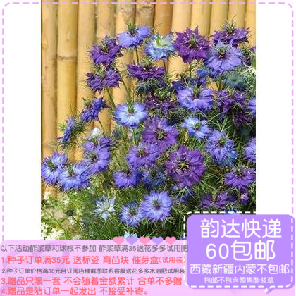 【种子】新花色  紫罗兰深蓝浅蓝/渐变色黑种草 穆迪布鲁斯 10粒