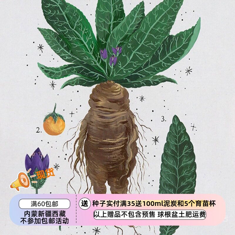 【种子】哈利·波特 欧洲传统秋曼德拉草 实发3粒（播种有难度）