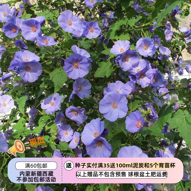 【种子】 多年生 锦葵科 大花苘麻 葡萄叶苘麻 3粒