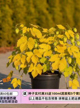 【种子】多年生金叶啤酒花 5粒（需要春化 有绿叶概率 详见说明）