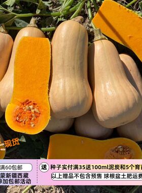 【种子】香甜坚果风味儿 小型花生酱奶油南瓜 3粒