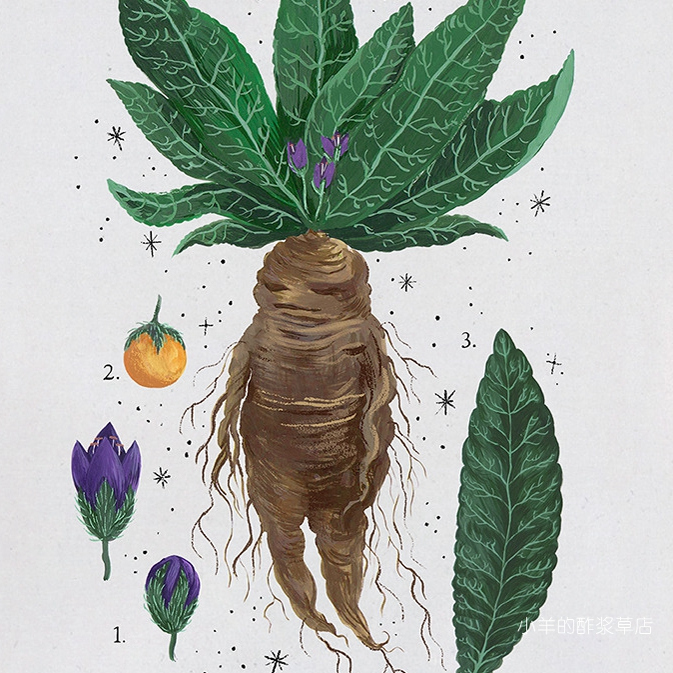 哈利·波特欧洲传统秋曼德拉草