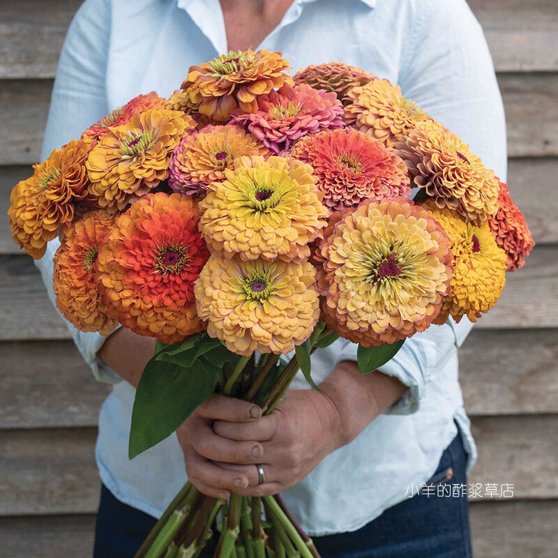 【种子】新品复古色系 夏季耐热 半重瓣/重瓣百日草 极光 5粒