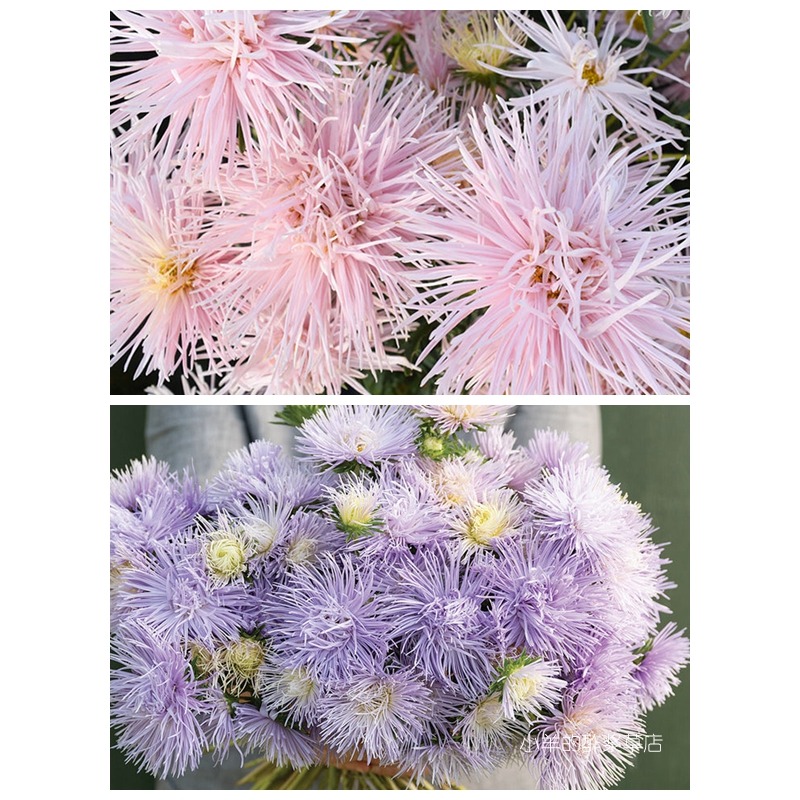 疯狂的小羊翠菊星光系列