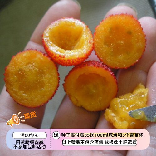 【种子】多年生  浆果种子 草莓树 10粒