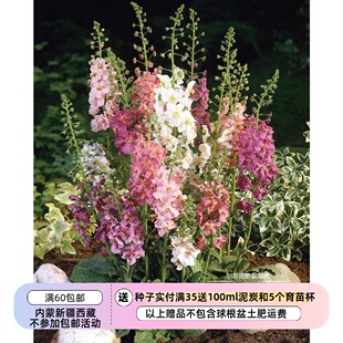 【种子】进口种子   玄参科  假毛地黄 毛蕊花混色