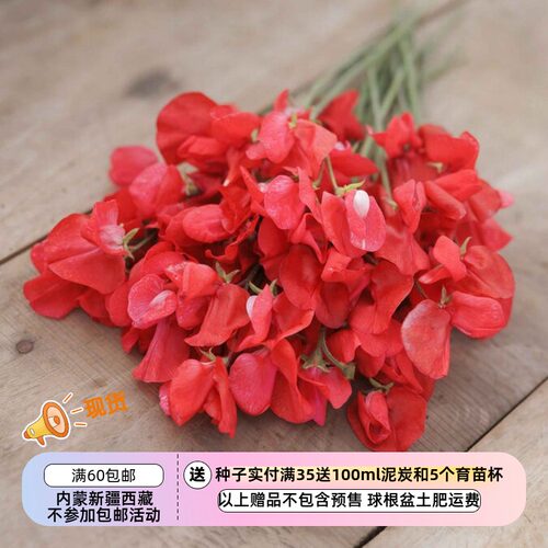 【种子】一年生 芳香植物 爬藤  香豌豆  斯嘉丽 3粒