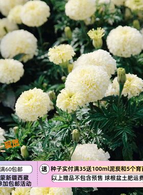 万寿菊乞力马扎罗香草奶白色