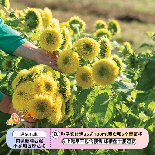 疯狂的小羊向日葵小熊软糖