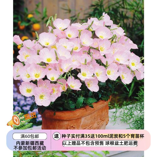 进口种子美丽月见草盆栽
