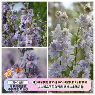【种子】半重瓣  复古花色 小花飞燕草 多种花色可选