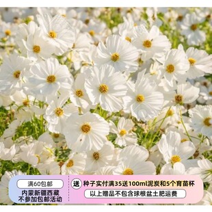 【种子】 夏季耐热 新手友好  大花波斯菊 感官白色 10粒