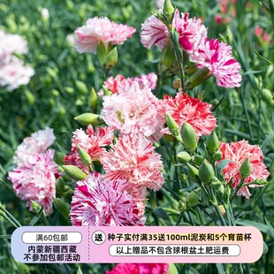 【种子】多年生 石竹科 重瓣康乃馨  条纹幻想混色 10粒