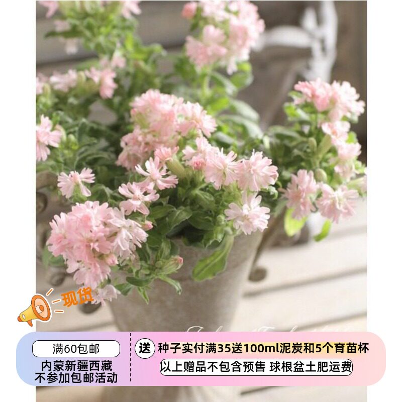 【种子】一年生  矮小紧凑 多花 半重瓣/重瓣蝇子草 桃子色  10粒