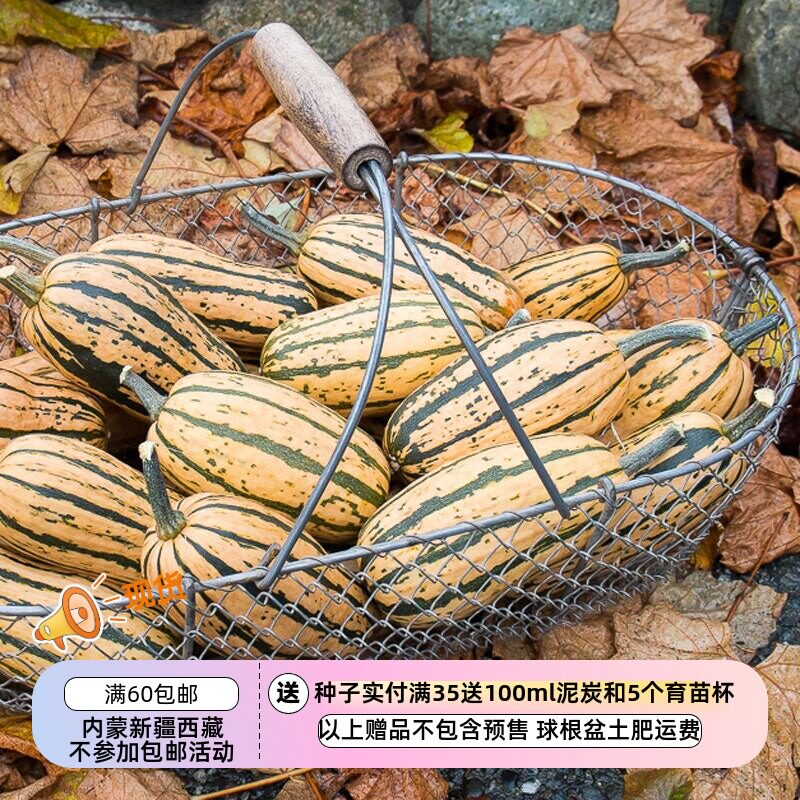 【种子】超-甜坚果味儿  红薯南瓜  蜂蜜船  5粒