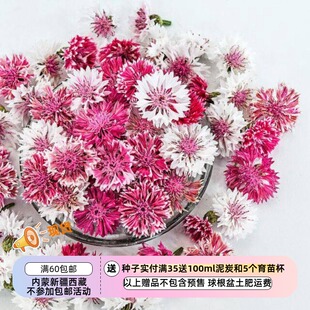 【种子】一年生 菊科 矢车菊 经典浪漫混色 10粒