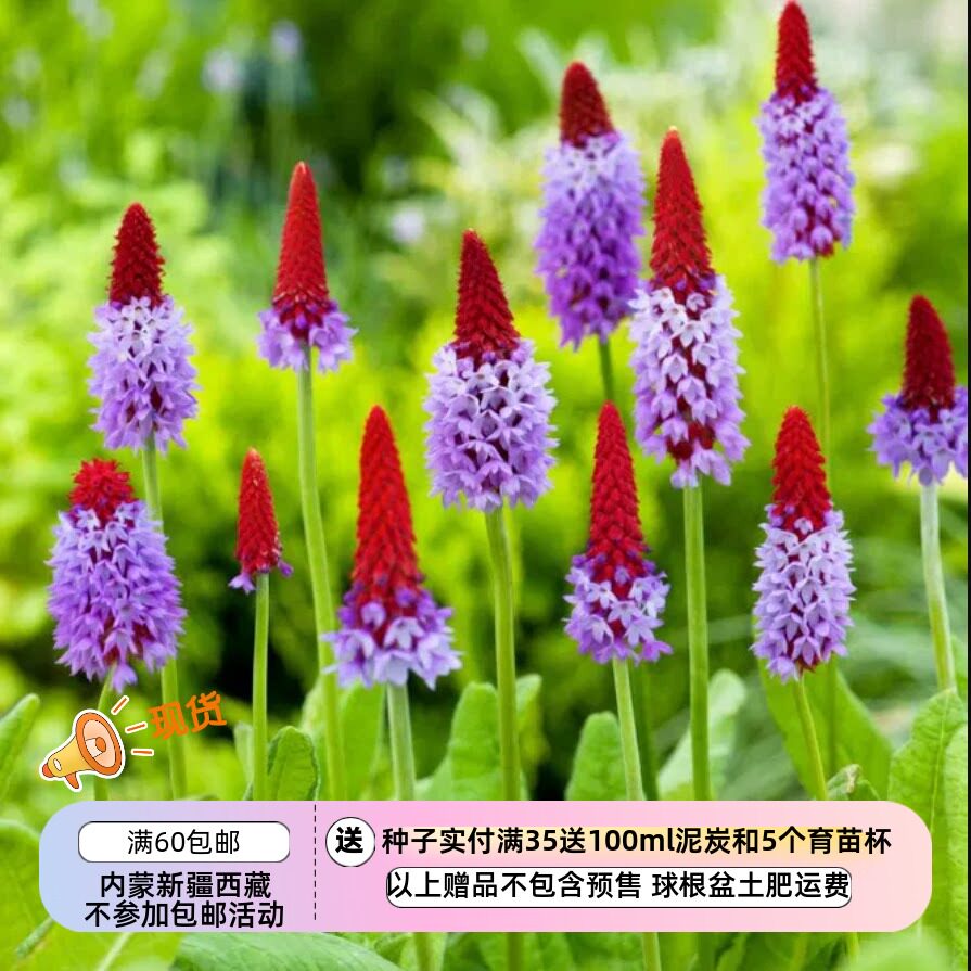【种子】多年生  报春花科 花园功绩奖 樱草 棒棒糖报春  10粒