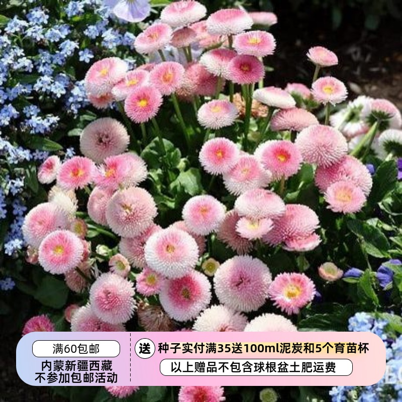 【种子】一年生 矮生小雏菊 塔索系列 草莓奶油 10粒（包衣种子）
