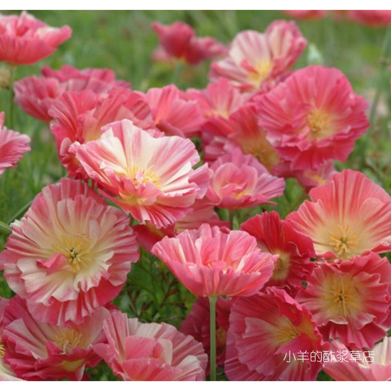 疯狂的小羊花菱草泰国丝绸系列