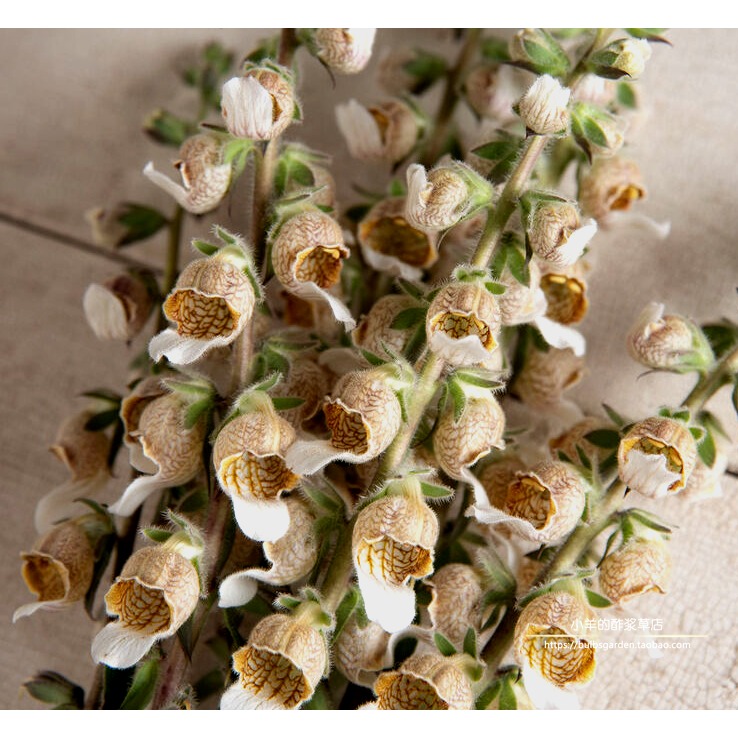 玄参科毛地黄牛奶咖啡10粒种子