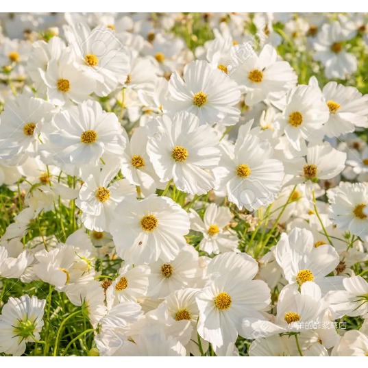 疯狂的小羊夏季开花新手友好耐热