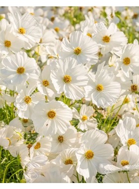 【种子】 夏季耐热 新手友好  大花波斯菊 感官白色 10粒