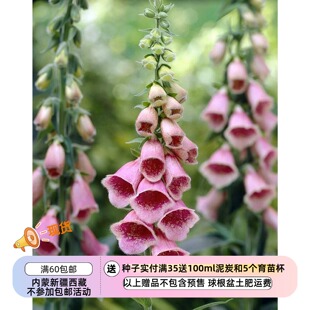 【种子】 玄参科  鲑粉色毛地黄  夏季国王 10粒