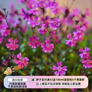 【种子】  多花爆盆 心型花瓣 蝇子草矮生大蔓樱草 粉红仙子 10粒