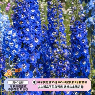 【种子】大花飞燕草 半重瓣 太平洋系列  多种花色可选 5粒