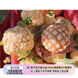 【种子】小型的巴掌大小的花椰菜 菜花  橙色美星   5粒