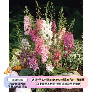 【种子】   玄参科  假毛地黄 毛蕊花混色