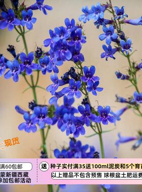 大台地钓钟柳门萨钓钟柳