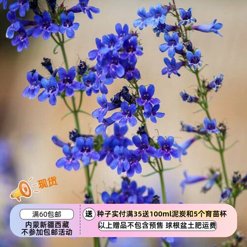 大台地钓钟柳门萨钓钟柳