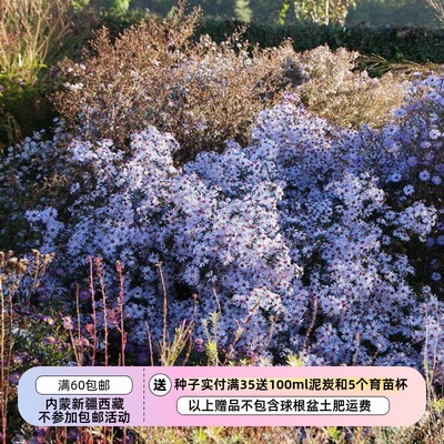 花朵繁多分枝茂盛草原秋紫菀