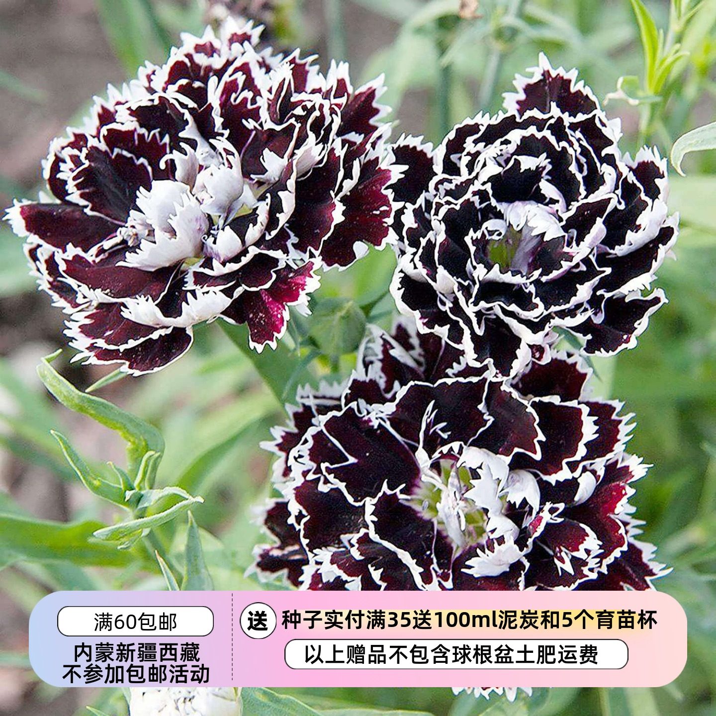 【种子】切花型 天鹅绒质感 重瓣石竹康乃馨  黑白游吟诗人 10粒,鲜花速递/花卉仿真/绿植园艺,家庭园艺种子,淘宝优惠券,粉丝福利购,淘宝优惠卷