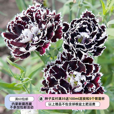 疯狂的小羊康乃馨黑白游吟诗人