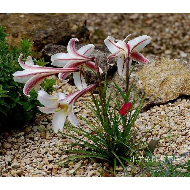 疯狂的小羊迷你高砂百合台湾百合