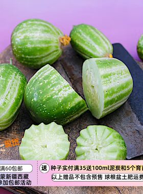 【种子】澳大利亚传家宝老品种 甜脆多汁 里士满青苹果黄瓜 5粒