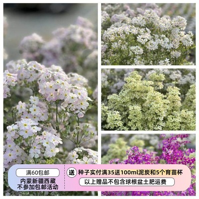 疯狂的小羊清风樱草多种花色