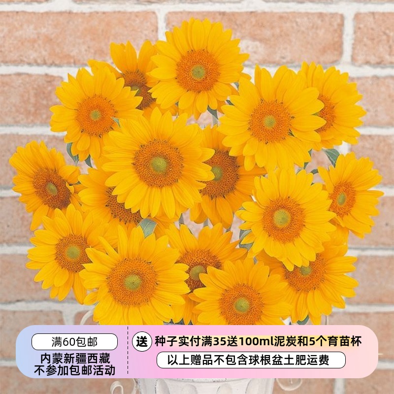 一年生夏季花型文森特清新向日葵
