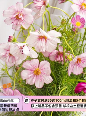 【种子】一年生夏季耐热  波斯菊 红色幻想 混色 10粒