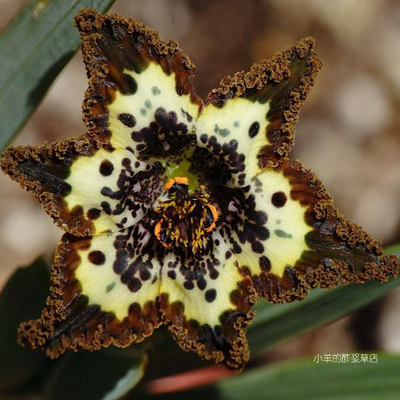 【球根】多年生  法拉利鸢尾 8160 Ferraria schaeferi 3球