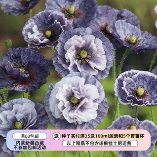 進(jìn)口種子 新到貨 雪莉虞美人 種子 驚嘆灰色