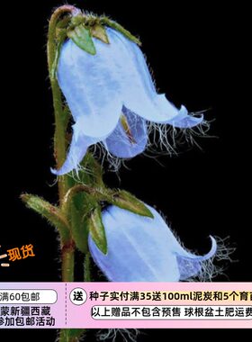 桔梗科有胡子的风铃草10粒