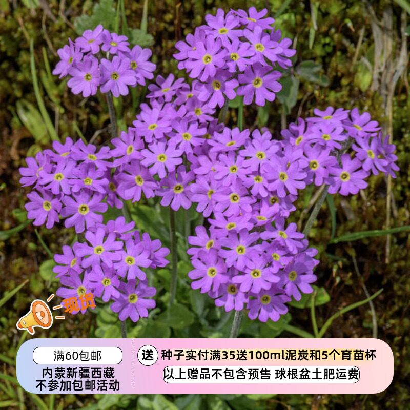 【种子】多年生 耐半阴 耐寒零下30 高山报春 粉报春 10粒