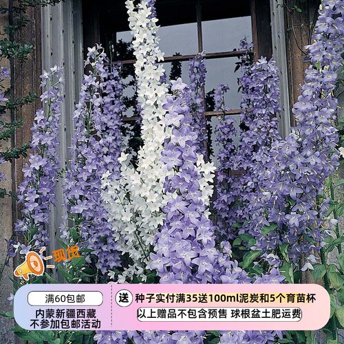 疯狂的小羊塔型风铃草无需春化