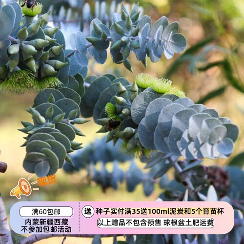 多年生尤加利叶状桉树5粒种子