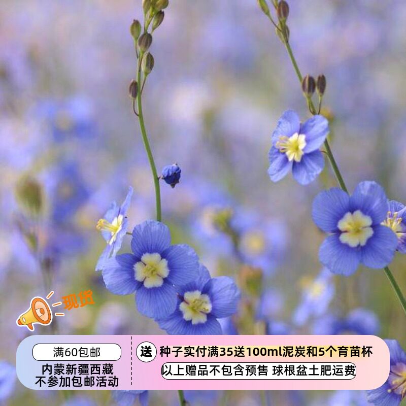 【种子】一年生 十字花科 艳丽喜光芥 日冠花 蓝色 10粒