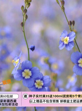 【种子】一年生 十字花科 艳丽喜光芥  日冠花 蓝色 10粒