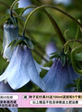 【种子】多年生 桔梗科 淡蓝色铃铛花 帽子风铃 10粒